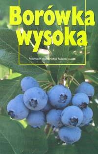 Borówka wysoka